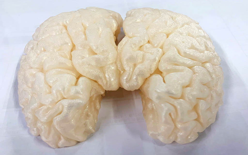 Flashforge Inventor IIs STEM Brain 3d print sample